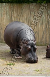 Hippo 0016